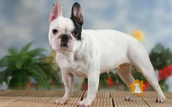 Nhận biết chó Bully Exotic