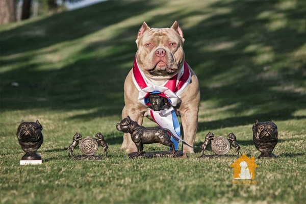 Hướng dẫn cách nuôi chó Bully khỏe, đẹp