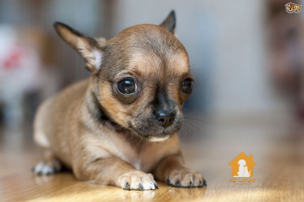 Các vấn đề về sức khoẻ chó Chihuahua thường gặp