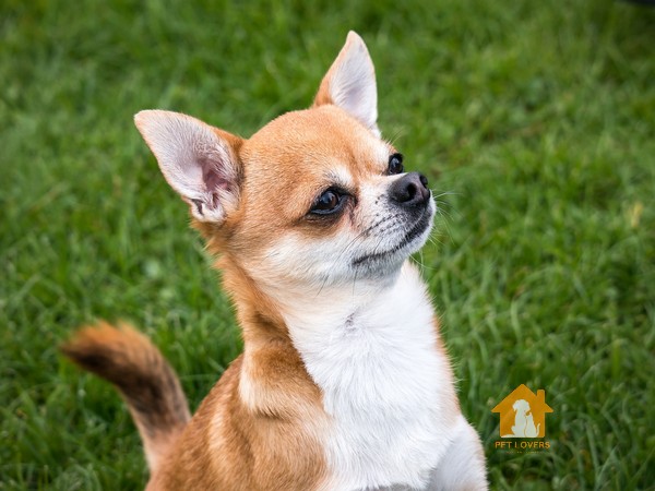 Chó Chihuahua lai Phốc hươu