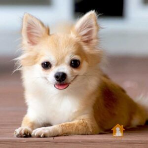 Chó Chihuahua có rất nhiều mức giá khác nhau