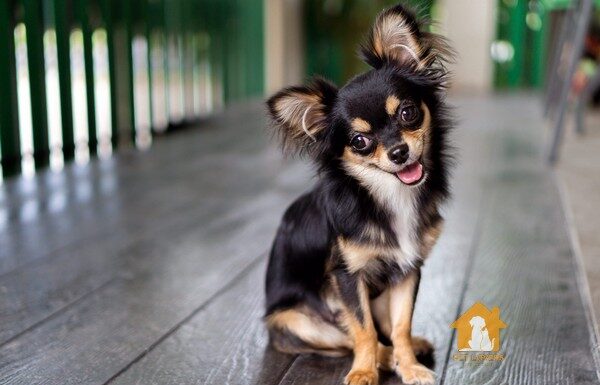 Tuổi thọ của chó chihuahua mini khá cao