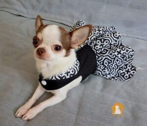 Chó Chihuahua lai