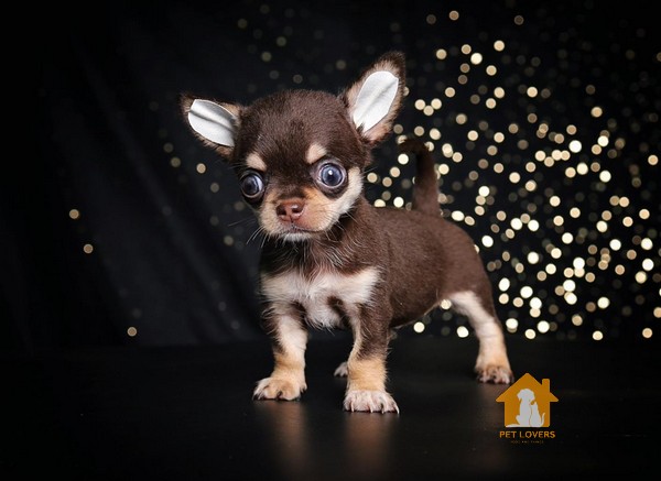 Chihuahua Mini có thể mắc các bệnh như bệnh xương khớp