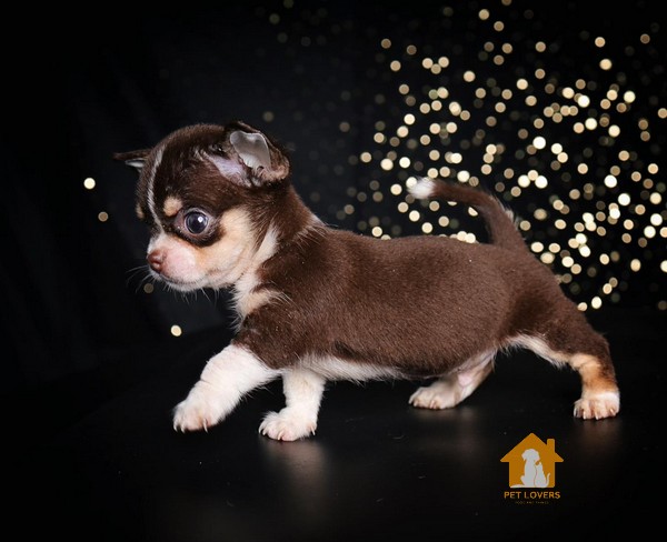 Chihuahua có tính cách mạnh mẽ, tự tin và đôi khi cũng hơi nghịch ngợm