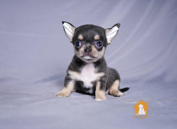 Giống chó Chihuahua mini có tính "chị đại" đặc trưng