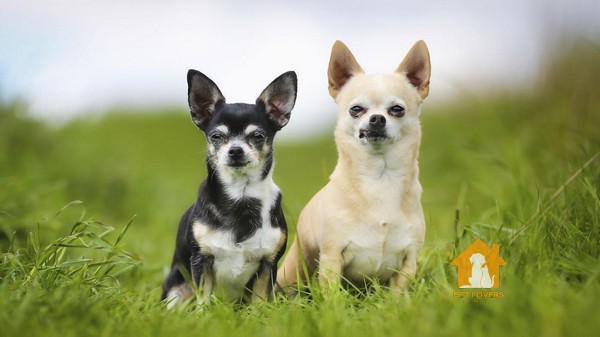 Chế độ luyện tập và huấn luyện cơ bản khi nuôi chó Chihuahua