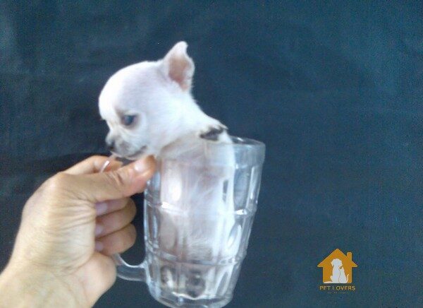 Nguồn gốc giống chó Chihuahua mini thuần chủng