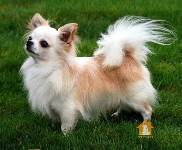 Chihuahua lông dài thuộc dòng chó Toy do kích thước cực kỳ nhỏ