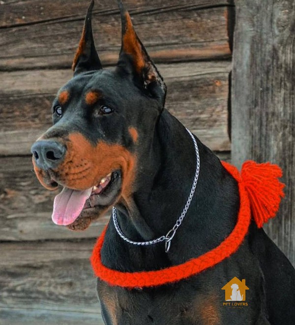 Chăm sóc sức khỏe và lông chó Doberman