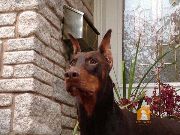 Chế độ dinh dưỡng của Doberman cần được điều chỉnh theo từng giai đoạn cụ thể