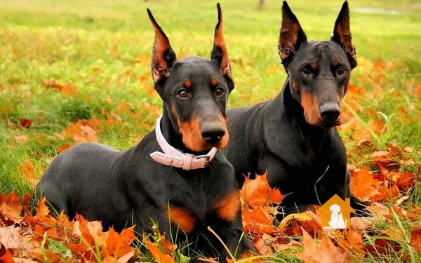 Doberman có khuôn mặt có phần hung dữ và quyết liệt