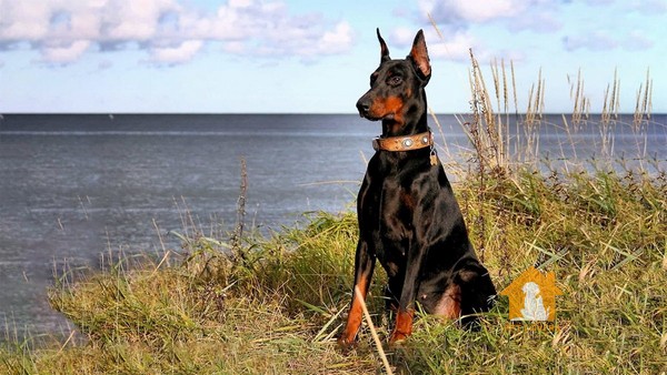 Giá chó Doberman nhập từ Phương Tây