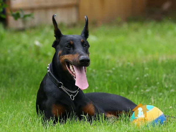 Chó Doberman thuần chủng có thân hình nhỏ gọn và vuông vắn