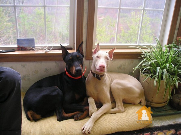 Các màu lông chó Doberman phổ biến