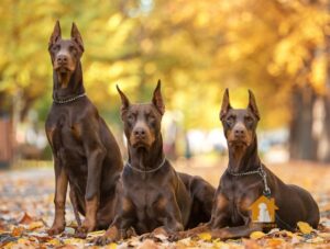 Giá chó Doberman