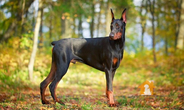 Huấn luyện chó Doberman thực hiện những lệnh đơn giản