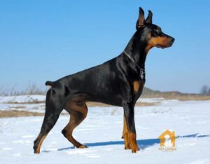 Kinh nghiệm để chọn mua được chó Doberman thuần chủng