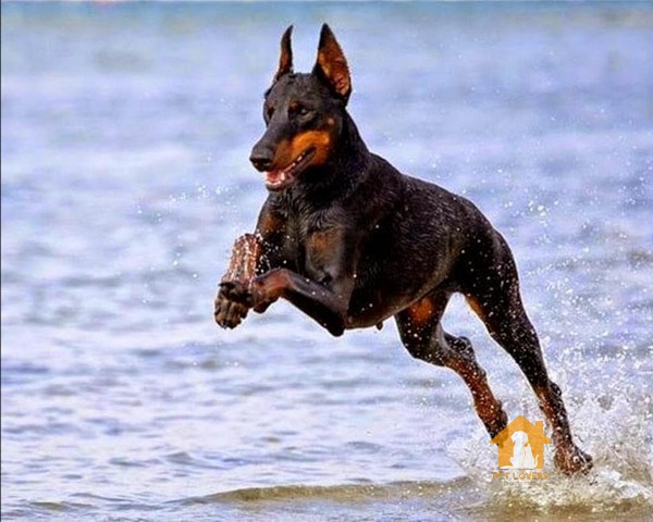 Cách chọn chó Doberman thuần chủng dựa vào tính cách