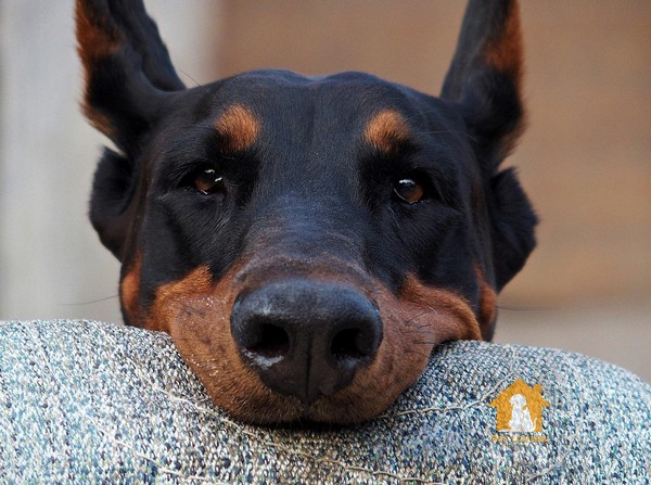 Cách nuôi chó Doberman sai lầm