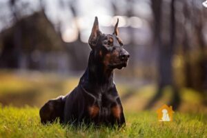 Cách chọn chó Doberman thuần chủng