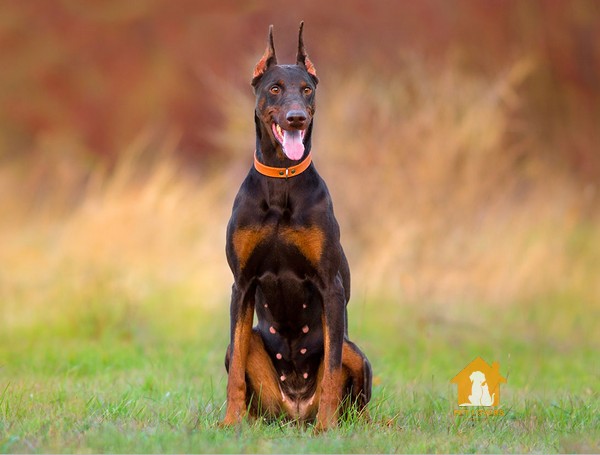 Cách chọn chó Doberman thuần chủng dựa vào ngoại hình