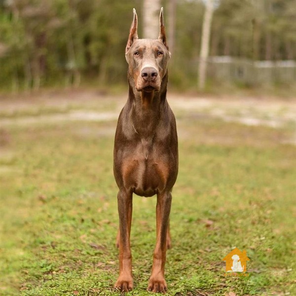 Giá chó Doberman sinh ra ở Việt Nam