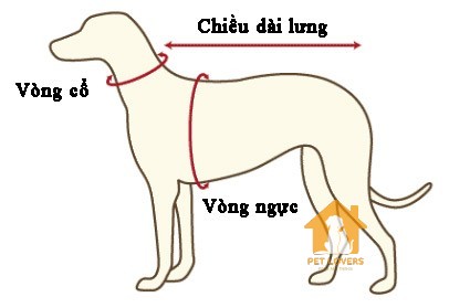 Cách may quần áo cho chó Golden đơn giản tại nhà