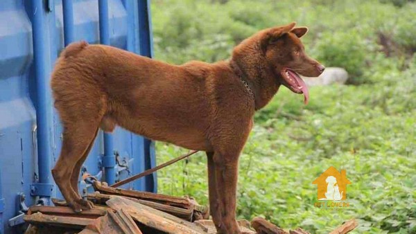 Chó Mông cộc giá bao nhiêu tiền?