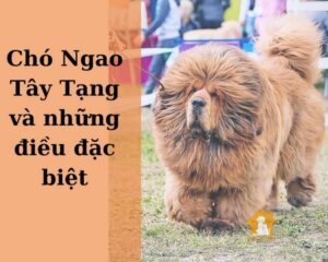 Chó Ngao Tây Tạng