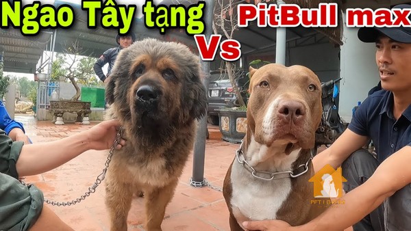 Cuộc chiến không hồi kết giữa chó Ngao Tây Tạng và Pitbull