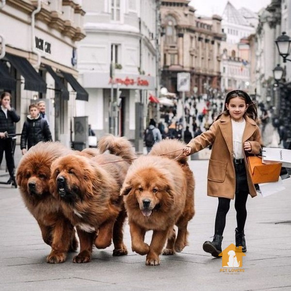 Mua chó Ngao tây tạng