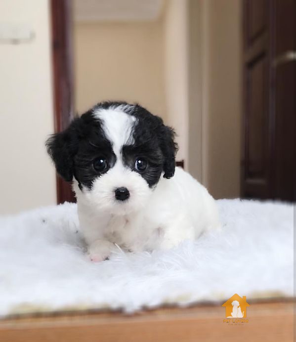 Nguồn gốc của chó Poodle bò sữa