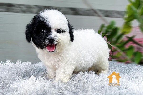 Giá chó Poodle đen trắng bao nhiêu tiền?