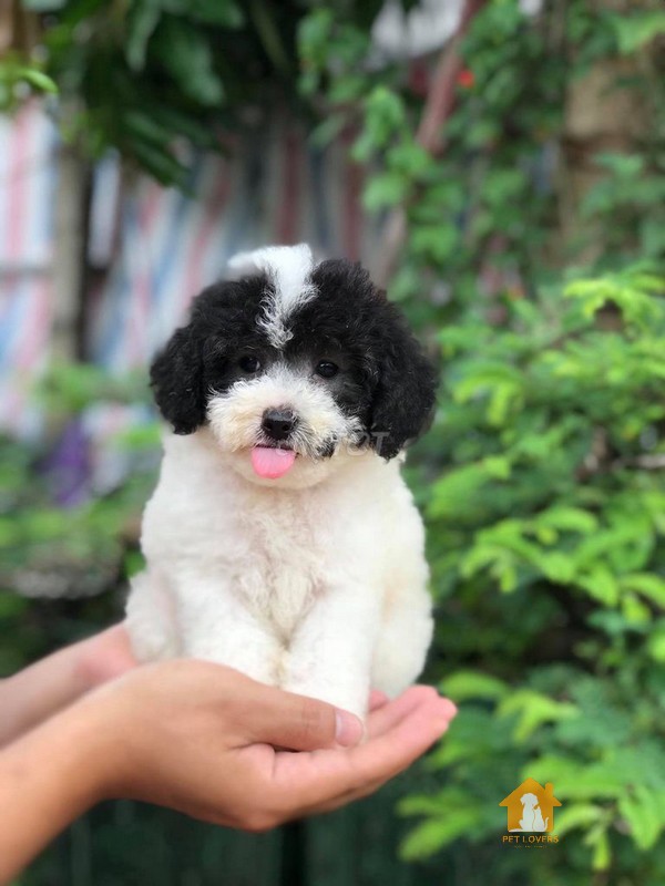 Chế độ dinh dưỡng cho chó Poodle bò sữa