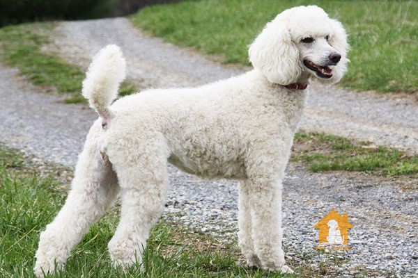 Poodle Giant cũng khoác trên mình bộ lông xoăn, dày & có đầy đủ màu sắc