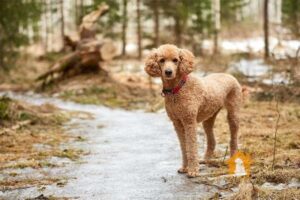 Chó Poodle không lồ