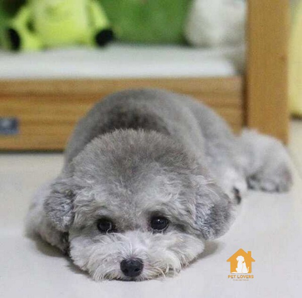 Nguồn gốc của chó Poodle màu xám