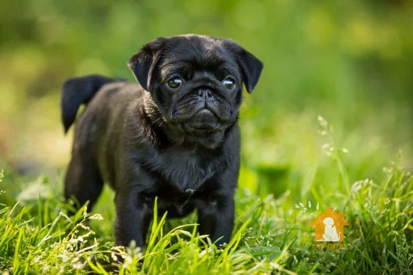 Chó Pug đen có bộ lông toàn bộ là màu đen bóng