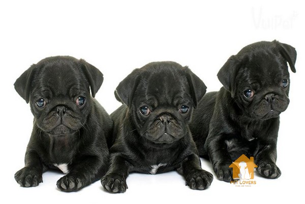 Giữ cho Pug khỏe mạnh bằng cách dắt chúng đi dạo hàng ngày