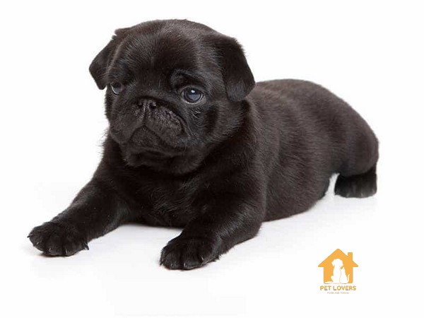 Chó Pug đen là một giống chó rất phổ biến