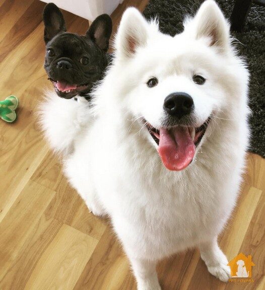 Người nuôi chó Samoyed phải chú ý đến sức khỏe và tâm lý của chúng