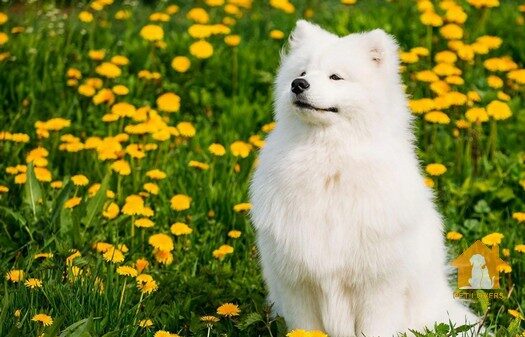 Giá chó Samoyed từ 30 – 40 triệu đồng