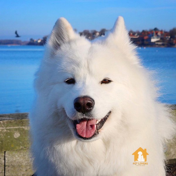 Giá chó Samoyed