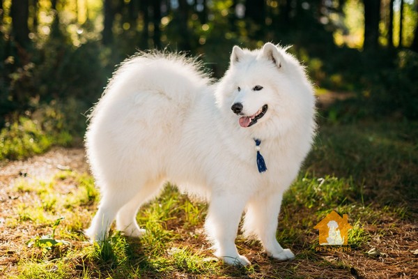 Chó Samoyed xuất phát từ vùng Siberia khắc nghiệt