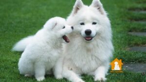 Chó Samoyed lai