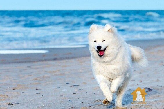 Giá chó Samoyed từ 1-3 triệu đồng