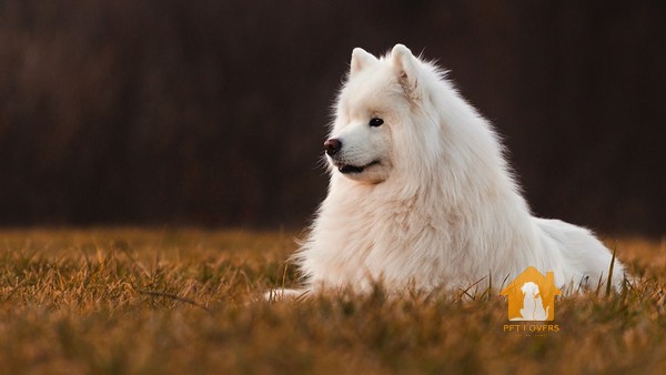 Chó Samoyed ăn gì?