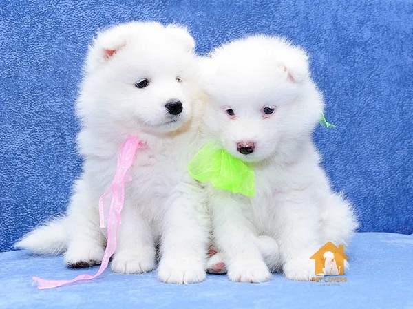 Hầu hết các bé chó Samoyed có nguồn gốc từ Thái Lan