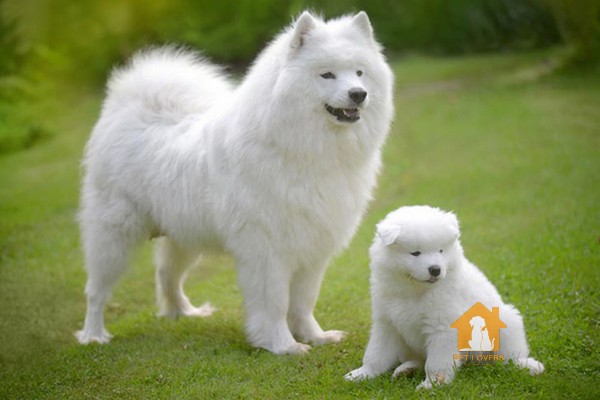 Nên biết cách chăm sóc chó Samoyed khỏe mạnh